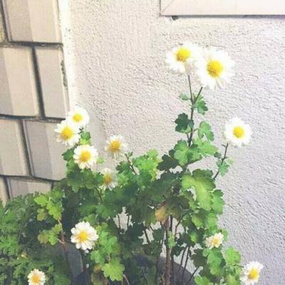 新恶魔猎人2破解版下载